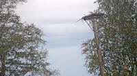 Grabenstätt - Winkl - Cicogne