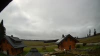 Oberharz am Brocken - Tanne