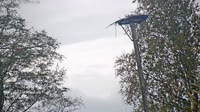 Grabenstätt - Winkl - Cigognes