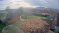 Tillmitsch - Cigognes