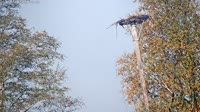 Grabenstätt - Winkl - Cicogne
