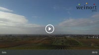 Gols - Vineyard