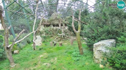 Zagreb - Zoo - Griffon vultures - Croatia