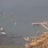Miniatiūra