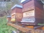 Aggsbach Dorf - Abejas