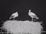 Jablonica - Storks