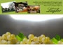 Spitz - Weingut Lagler
