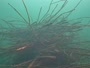 Arona - Lake Maggiore - Underwater camera