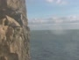Swanage - Durlston Cliffs - Colonia di urie