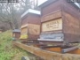 Aggsbach Dorf - Les abeilles