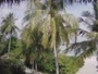 Akasdhoo - Hard Rock Hotel Maldives