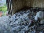 Schüttorf - Peregrine Falcon