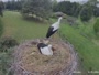 Strzelce - Storks