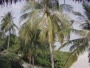 Akasdhoo - Hard Rock Hotel Maldives