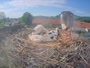 Tillmitsch - Storks