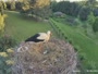 Strzelce - Storks