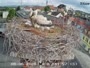 Gleisdorf - Storks