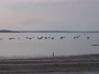Plougonvelin - Plage du Trez-Hir