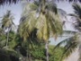 Akasdhoo - Hard Rock Hotel Maldives