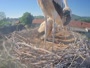 Tillmitsch - Storks