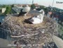 Gleisdorf - Storks