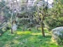 Zagreb - Zoo - Griffon vultures