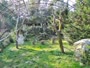 Zagreb - Zoo - Griffon vultures