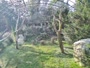 Zagabria - Zoo - avvoltoi grifoni