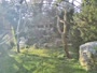 Zagrzeb - Zoo - Sępy płowe