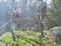 Zagrzeb - Zoo - Sępy płowe