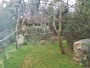Zagrzeb - Zoo - Sępy płowe