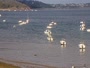 Plouézec - Port Lazo