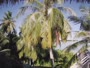Akasdhoo - Hard Rock Hotel Maldives