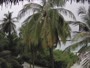 Akasdhoo - Hard Rock Hotel Maldives